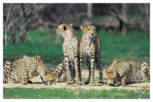 Cheetah quenching their thirst!