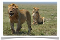 Earthlife Expeditions - Serengeti to Zanzibar