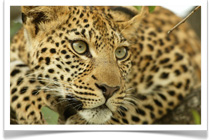 Travel Expert Africa