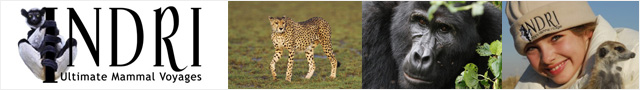 wildlife safaris in africa
