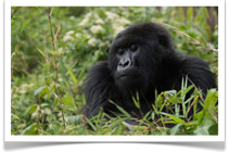 Ker & Downey Rwanda Gorilla Trekking