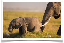 Ker & Downey Kenya Safari