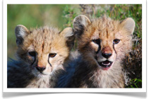 Maasai Wanderings - Tanzania Wildlife Safari Holiday