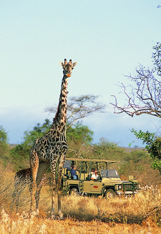 Porini Amboseli Safari Camp