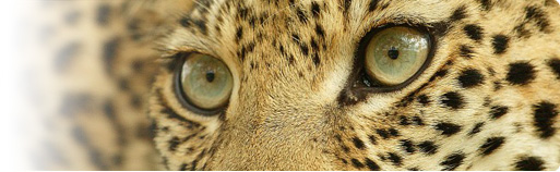 African Travel and Safaris