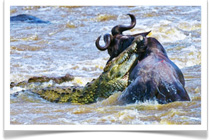 Worldwide Safaris - 14 Day Tanzania Safari