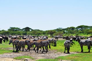 Worldwide Safaris Tanzania