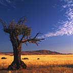 Namibia grasslands