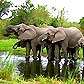 Elephants at waterhole