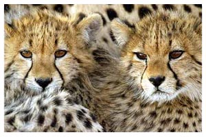 The fastest land mammal - the gracious cheetah