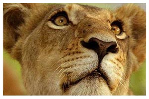 Botswana Wildlife