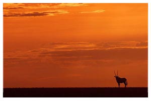 Sunset in the Namib