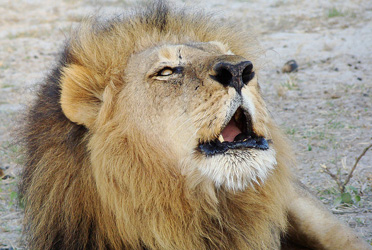 Africa Point Safaris