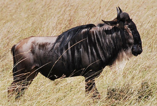 Africa Point Safaris