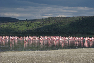 Africa Point Safaris