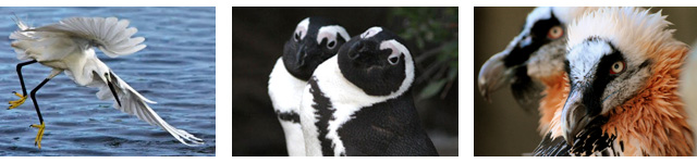 bird watching vacations in africa