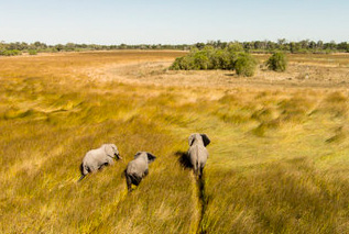 bush baby calls okavango