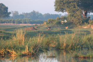 Jenman Safaris Safaris