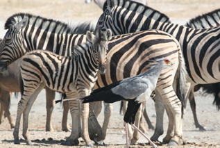 Jenman Safaris Safaris