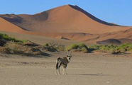 Karibu Safaris