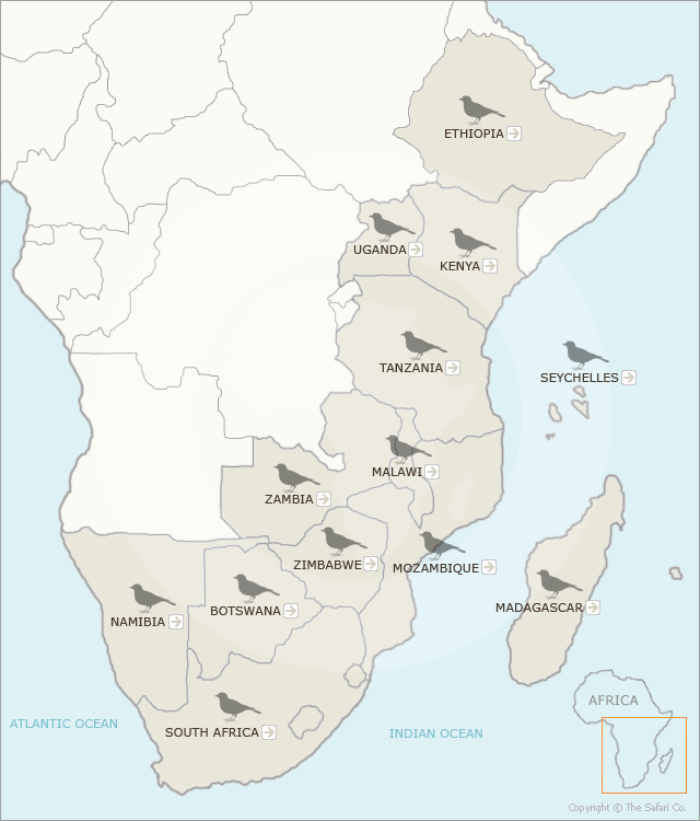 Birding Holidays in Africa