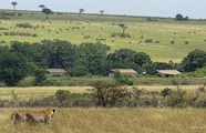 Lion Porini Camp