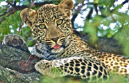 Lion Porini Camp