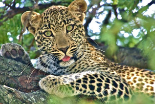 Porini Lion Camp, Kenya