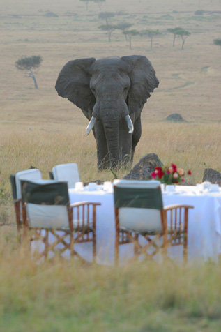 Safari Royale Wildlife Safaris