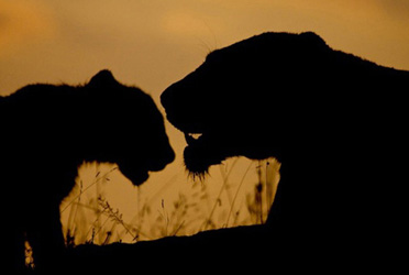 Untamed Odyssey Safaris