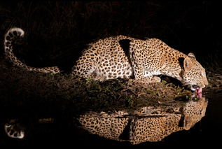 Untamed Odyssey Safaris