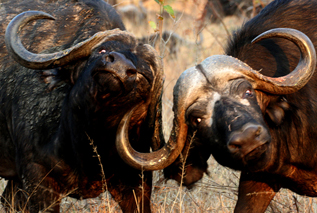 Untamed Odyssey Safaris