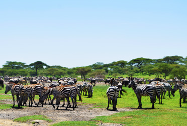 Worldwide Safaris Tanzania - African Holidays