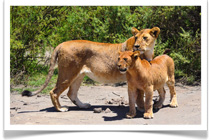 Worldwide Safaris - 14 Day Tanzania Safari
