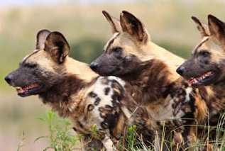 Worldwide Safaris Tanzania