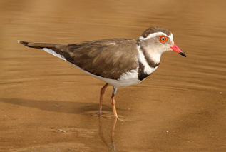 Worldwide Safaris Tanzania